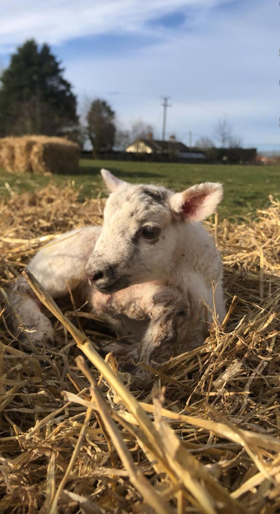 Willa The Farm Burscough Zewnętrze zdjęcie